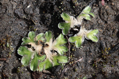 Riccia cartilaginosa