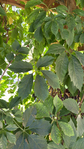 thicket creeper