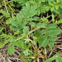 Desmanthus leptolobus