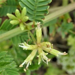 Desmanthus leptolobus