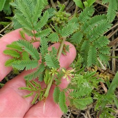 Desmanthus leptolobus