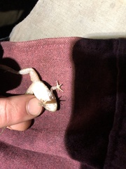 Leptodactylus wagneri