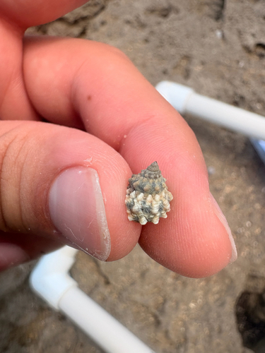Echininus nodulosus, 2026-09-04