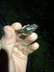 Leptodactylus wagneri