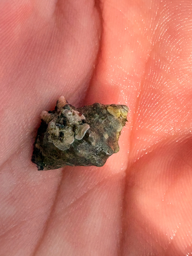 Stramonita rustica observed 2026-09-04