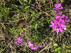 Phlox cuspidata