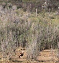Caracara plancus