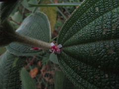Miconia rubra