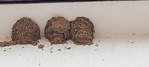 Western House Martin