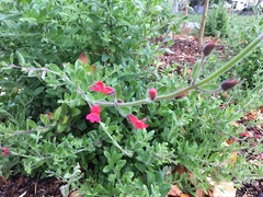 Gambelia speciosa