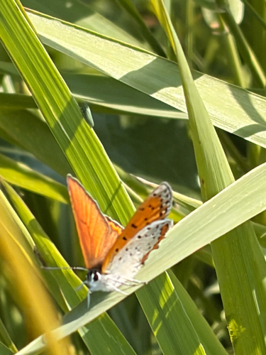 Bronze Copper