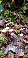 Laccaria masoniae