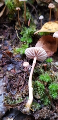 Laccaria masoniae