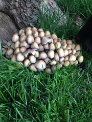 Coprinopsis atramentaria