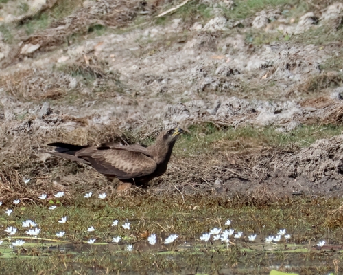 Black Kite