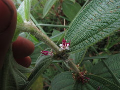 Miconia rubra