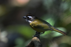 Chlorospingus flavopectus