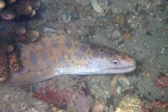 Gymnothorax reevesii