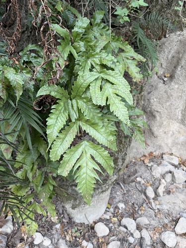 Tectaria heracleifolia, 2026-09-04