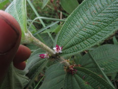 Miconia rubra