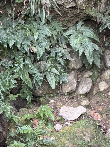 Tectaria heracleifolia, 2026-09-04