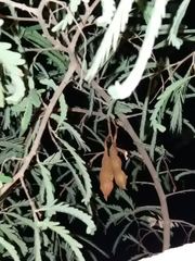 Tamarindus indica