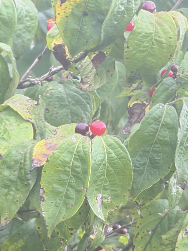 Amur honeysuckle