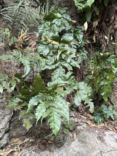 Tectaria heracleifolia, 2026-09-04