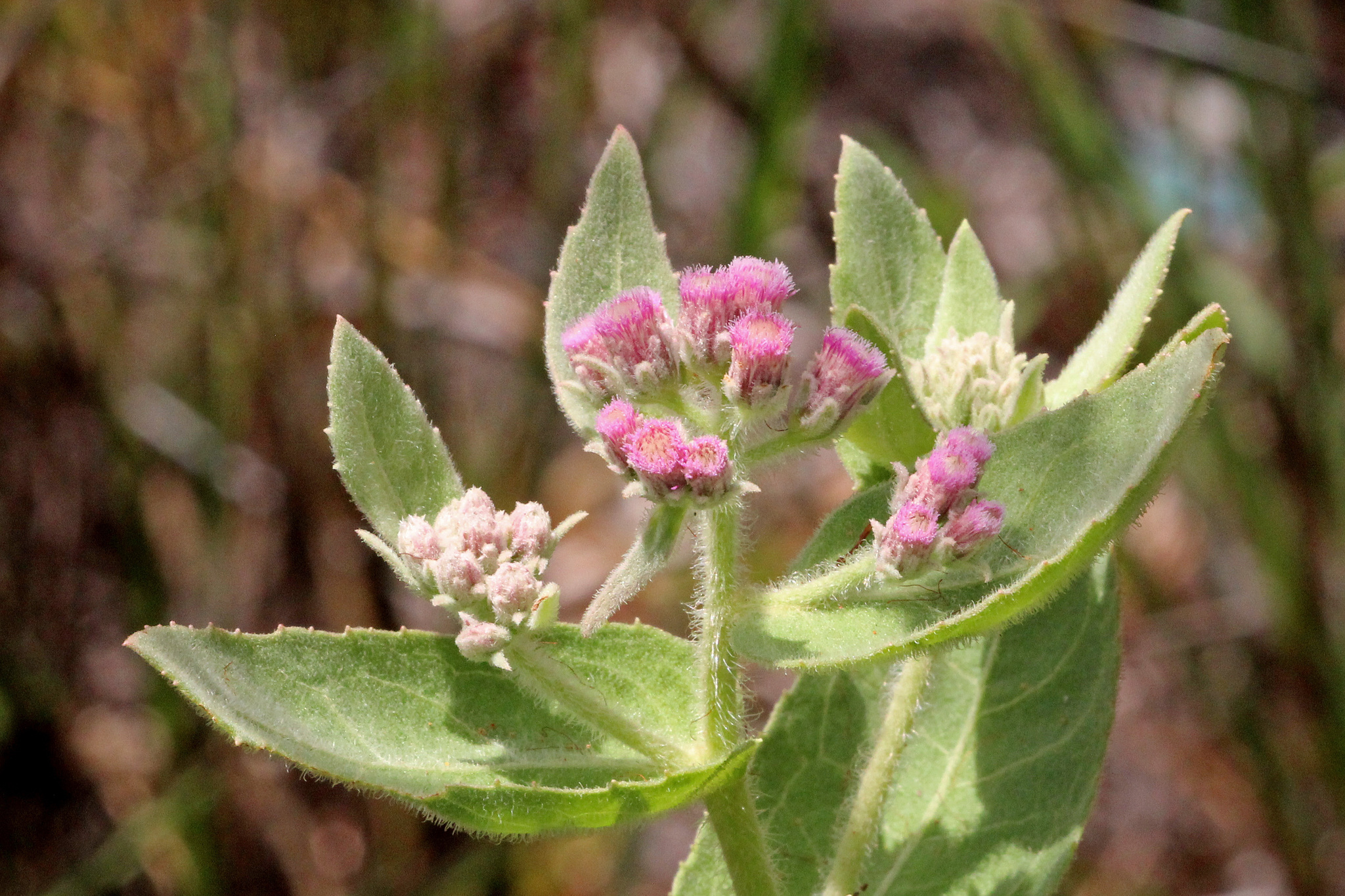 Pluchea baccharis