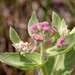 Rosy Camphorweed - Photo (c) Mary Keim, some rights reserved (CC BY-NC-SA)