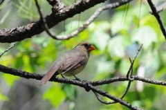 Cardinalis cardinalis