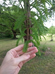 Metasequoia glyptostroboides