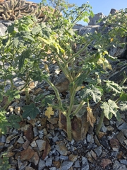 Cnidoscolus urens