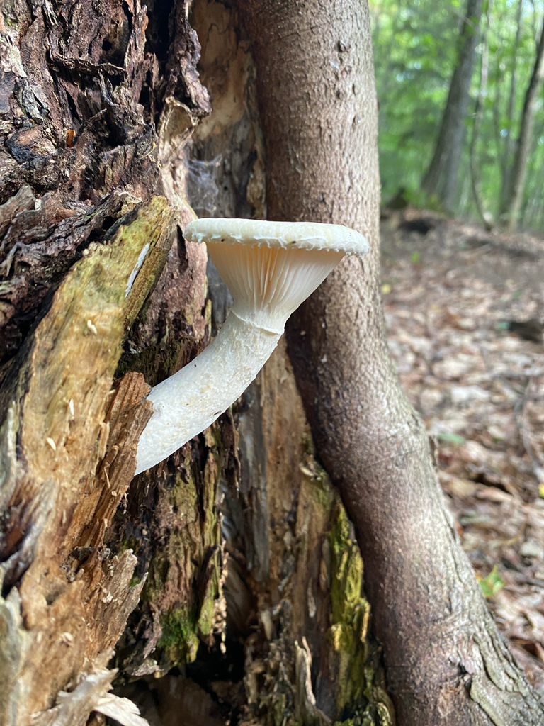 Lynx Paw Oyster · September 2026 · photo: Photo: (c) Abby Ciona, some rights reserved (CC BY) · iNaturalist