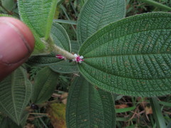 Miconia rubra