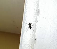 Xylotrechus smei