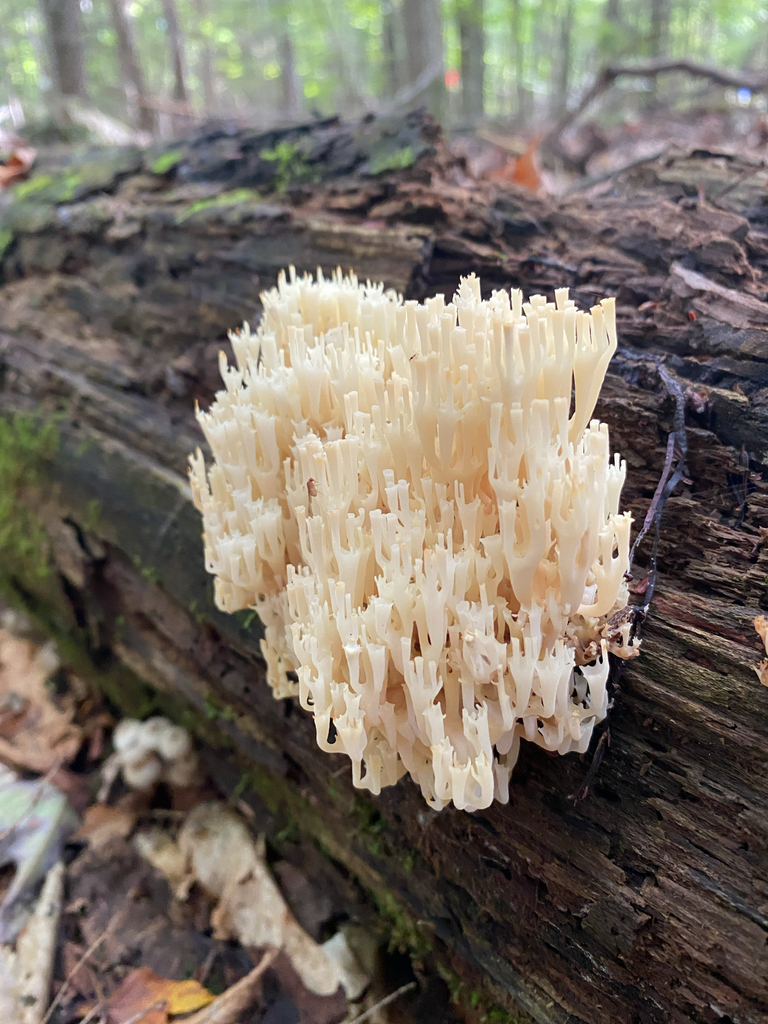 crown-tipped coral fungus · September 2026 · photo: Photo: (c) Abby Ciona, some rights reserved (CC BY) · iNaturalist