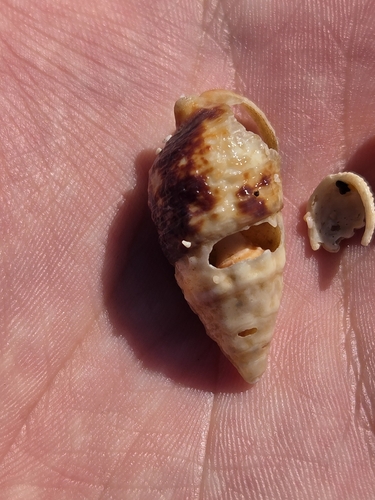 Cerithium adustum observed 2026-09-04