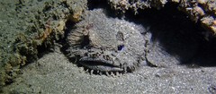 Batrachomoeus dubius