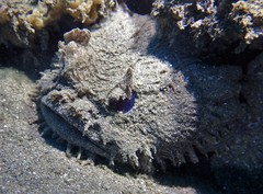 Batrachomoeus dubius