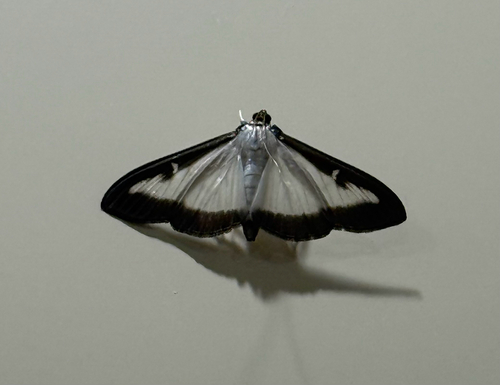 Box Tree Moth