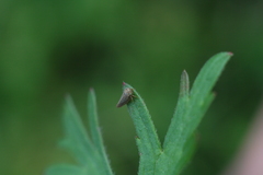 Agalliini
