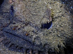 Batrachomoeus dubius