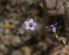 Gilia ochroleuca