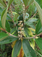 Miconia stenostachya