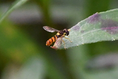 Sphaerophoria pyrrhina