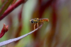 Sphaerophoria pyrrhina