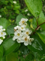 Crataegus castlegarensis