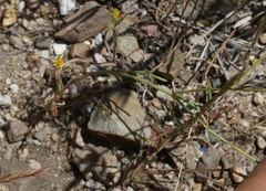 Gilia ochroleuca