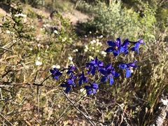 Delphinium scaposum